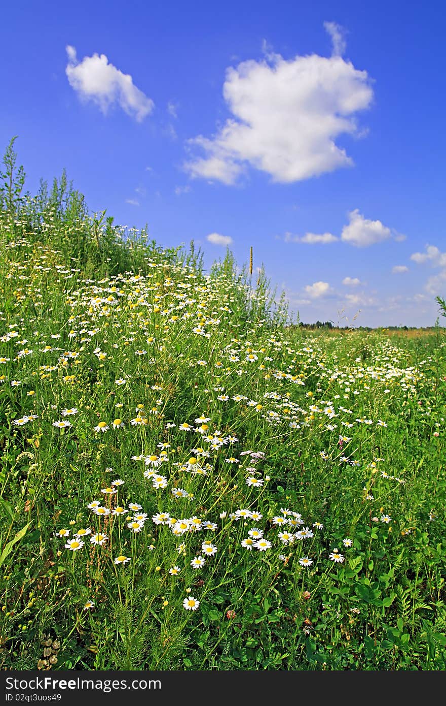 Daisywheels On Field