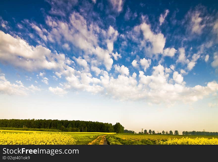 Rape fields with dramatic clouds