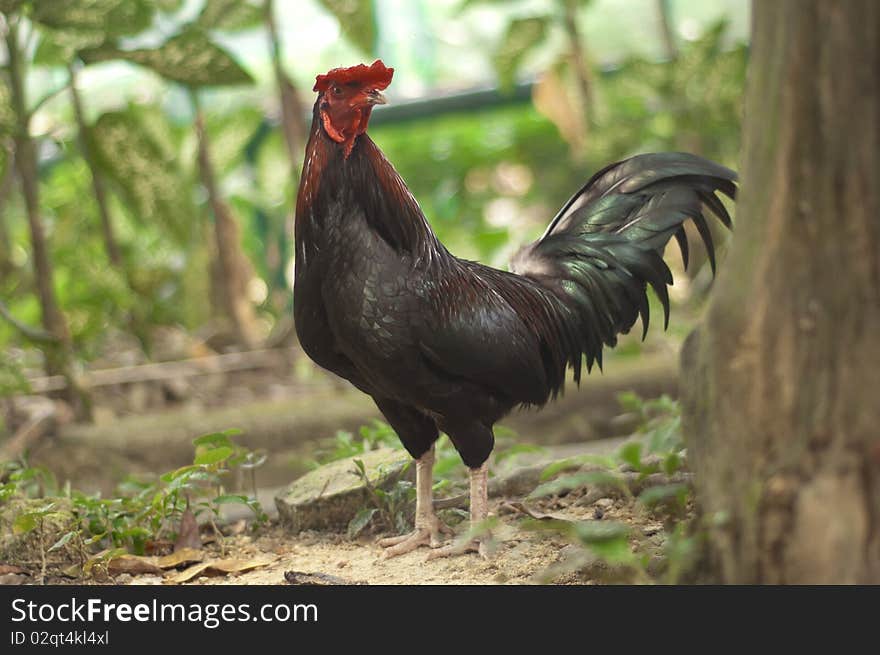 A range chicken, rooster in the forest, rooster at the zoo