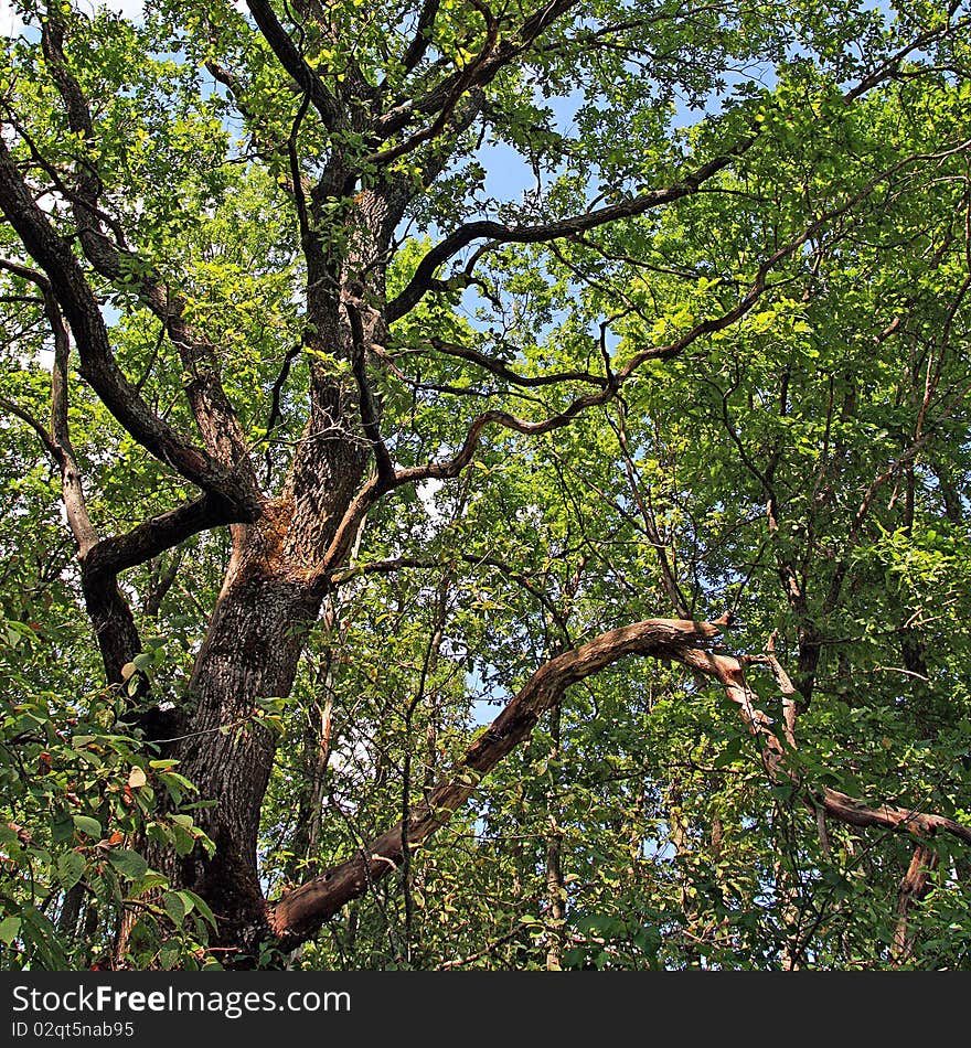 Big branches of the oak