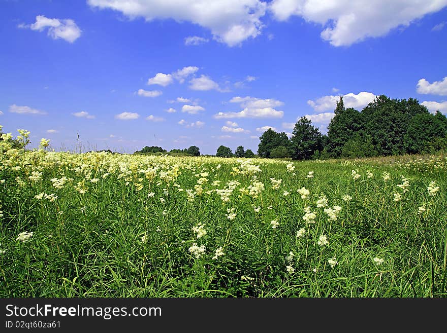 White flowerses on summer field