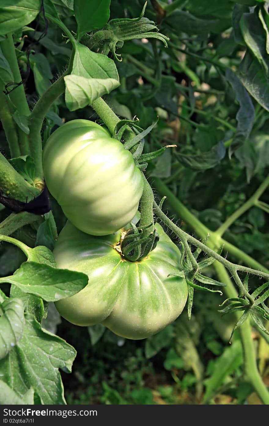 Green tomatoes in rural hothouse