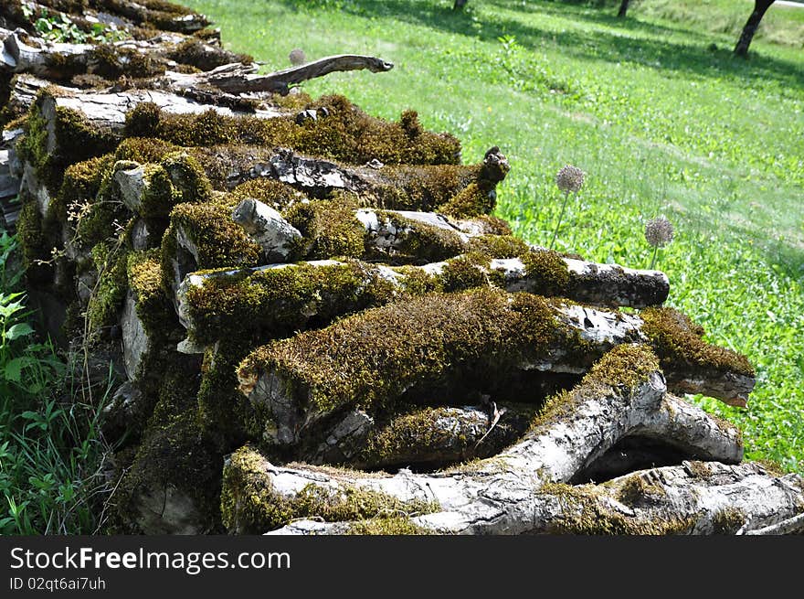 A pile of wood trunks coverd by moss. A pile of wood trunks coverd by moss