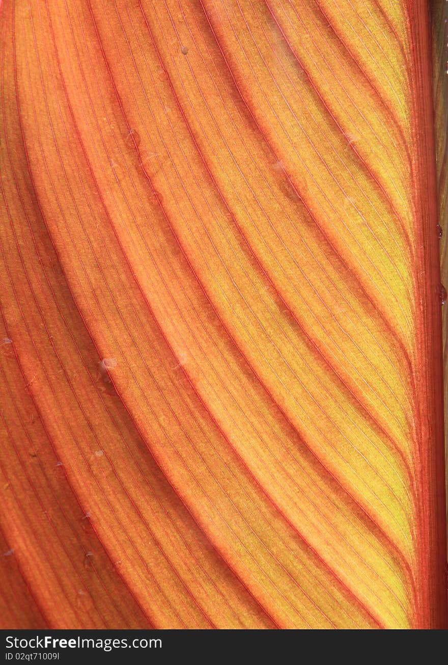 Detailed texture of the red wood sheet. Detailed texture of the red wood sheet