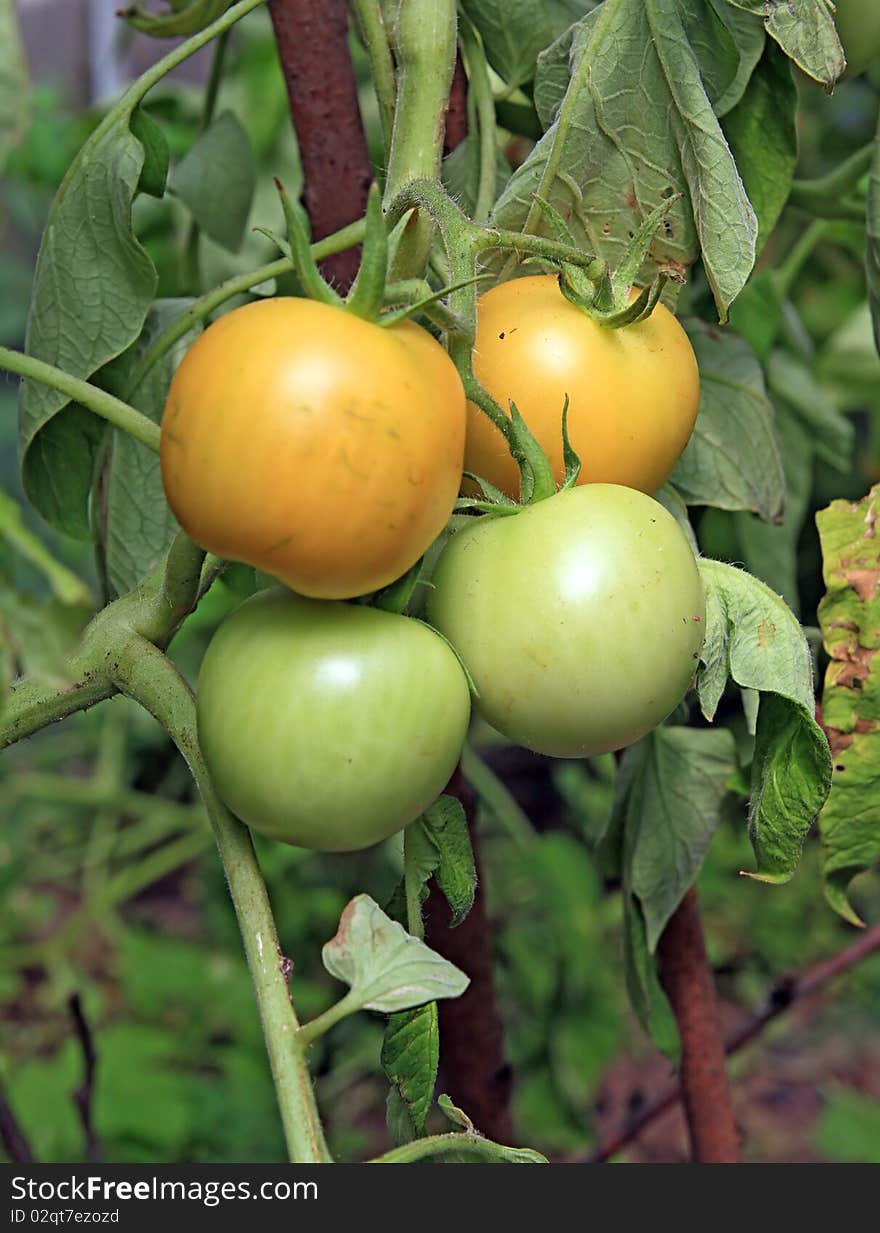 Green tomatoes in rural hothouse