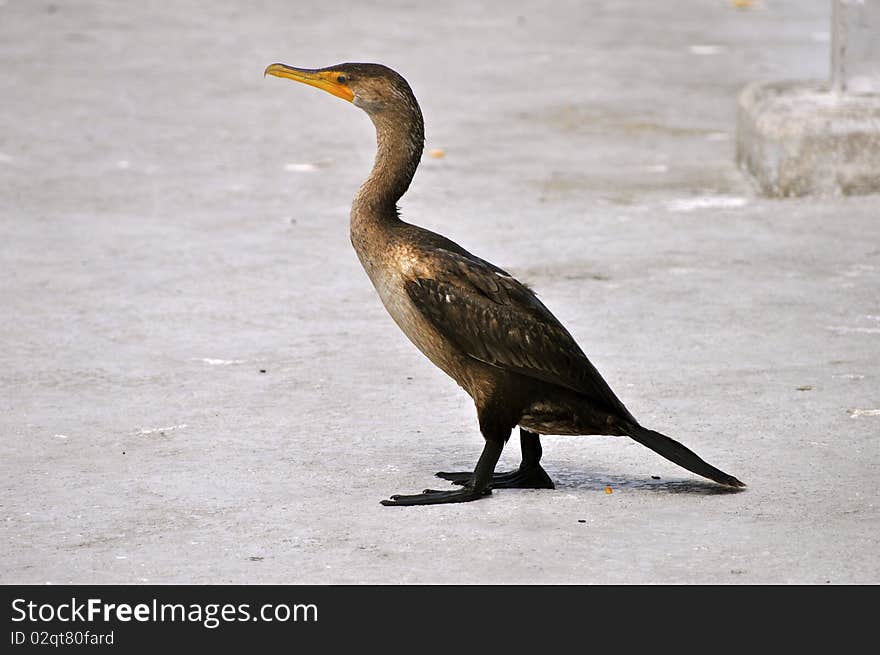 A Long Tailed, Penguin-like Duck With Big Feet