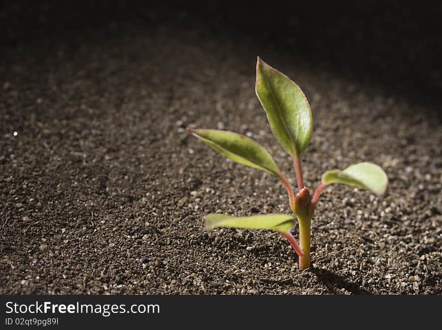 A young green seedling growing out of brown soil. A young green seedling growing out of brown soil.