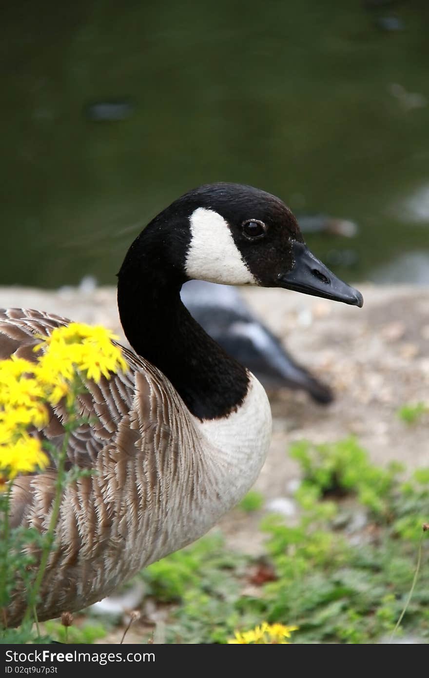 Image of goose in a park on a hot sunny day. Image of goose in a park on a hot sunny day