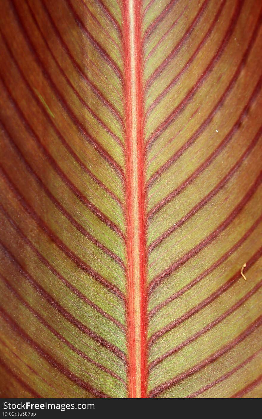 Detailed texture of the red wood sheet. Detailed texture of the red wood sheet