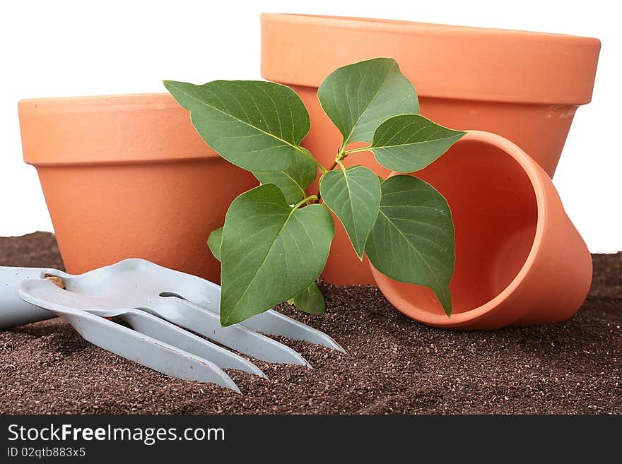 Tree with green petals in a ground with a rake and ceramic pots for sprouts.