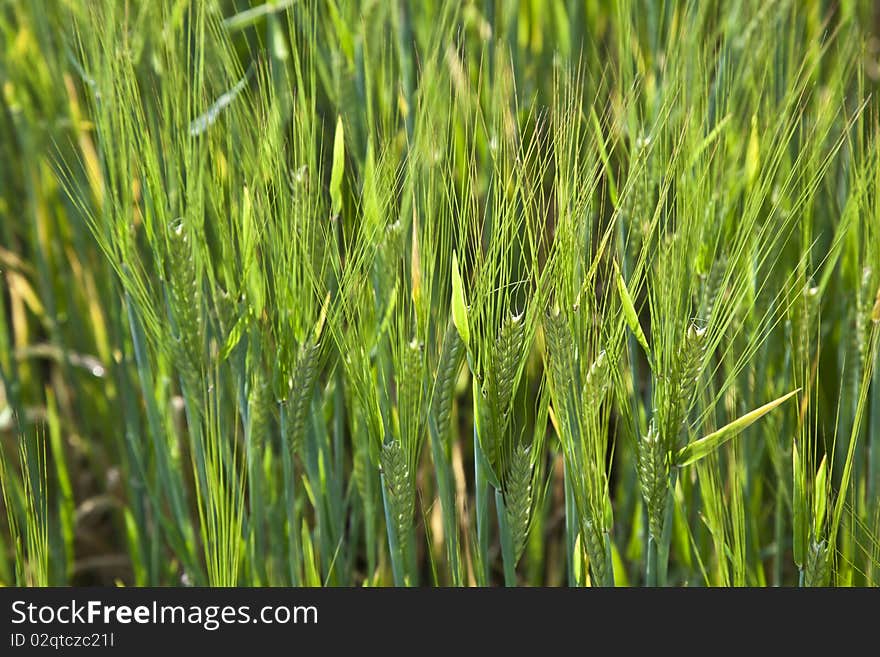 Corn field with spica