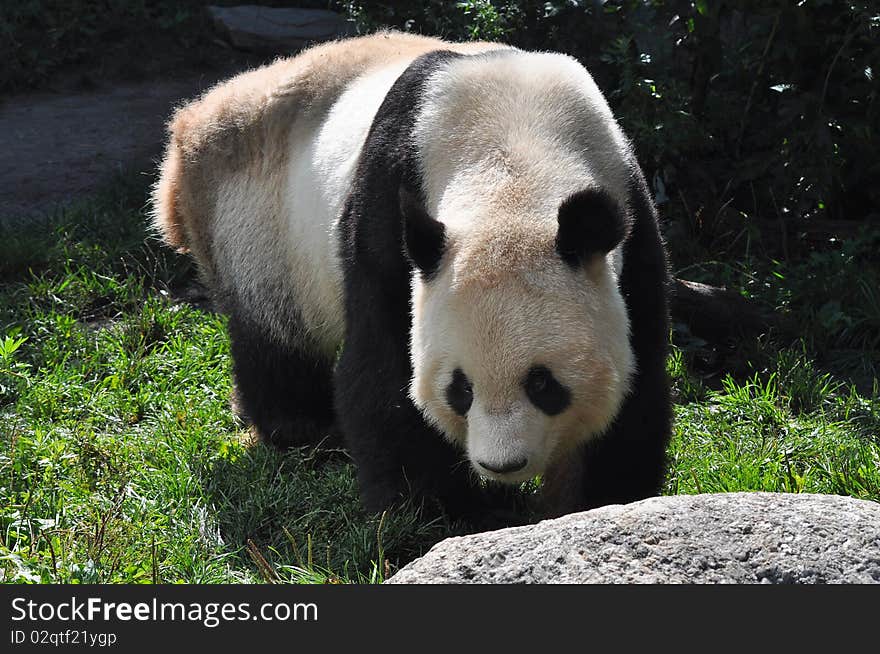 The Giant Panda (Ailuropoda melanoleuca, literally meaning cat-foot black-and-white) is a bear[2] native to central-western and south western China. The Giant Panda (Ailuropoda melanoleuca, literally meaning cat-foot black-and-white) is a bear[2] native to central-western and south western China.