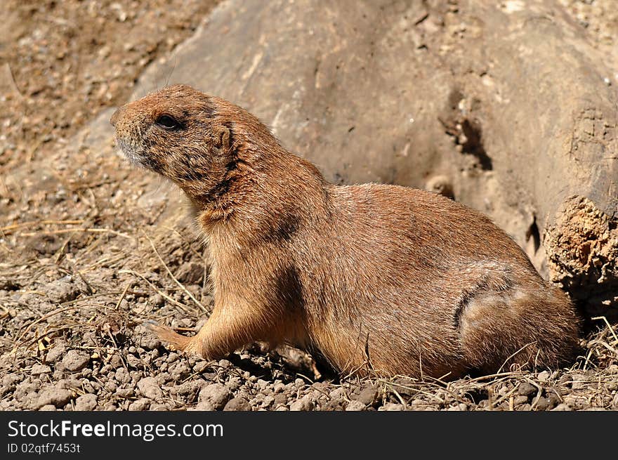 Black-tailed prairie dog