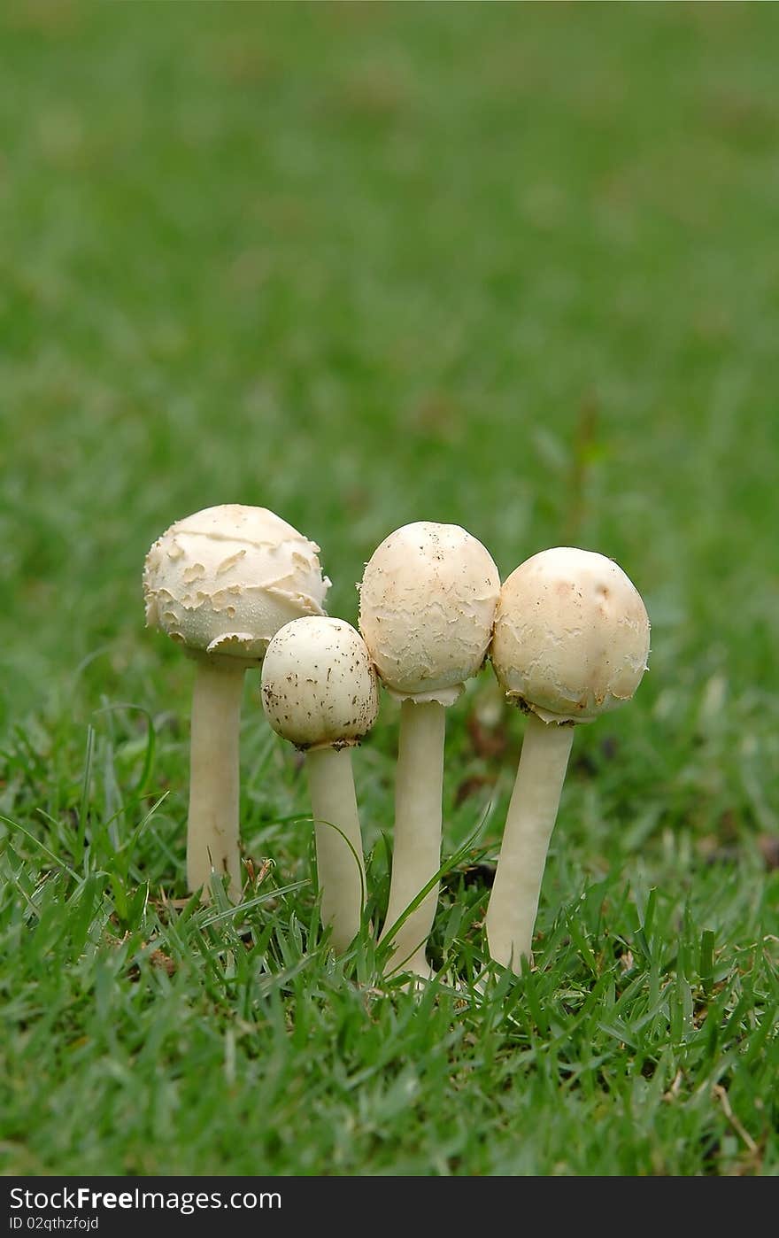 Natural mushroon with green grass. Natural mushroon with green grass