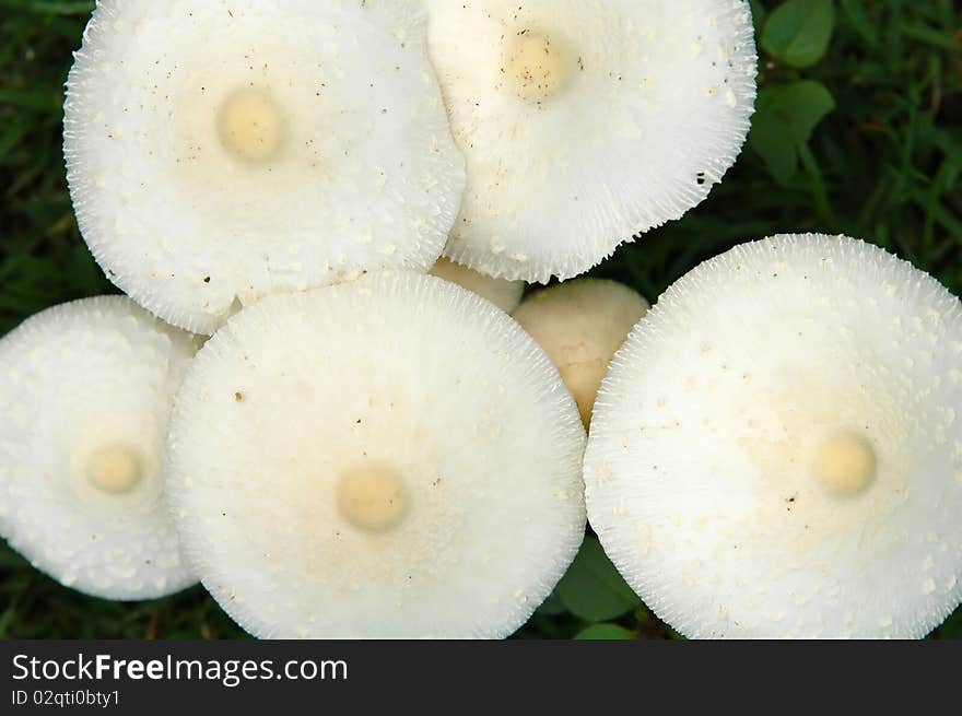 Natural mushroon with green grass. Natural mushroon with green grass