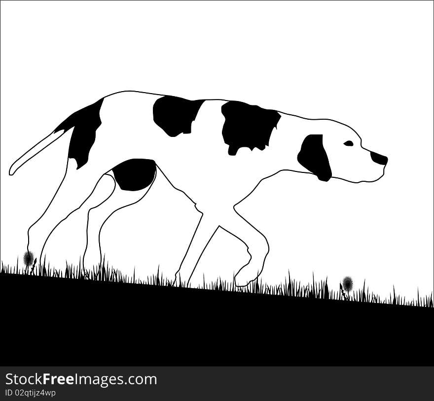 English Pointer Hunting Dog