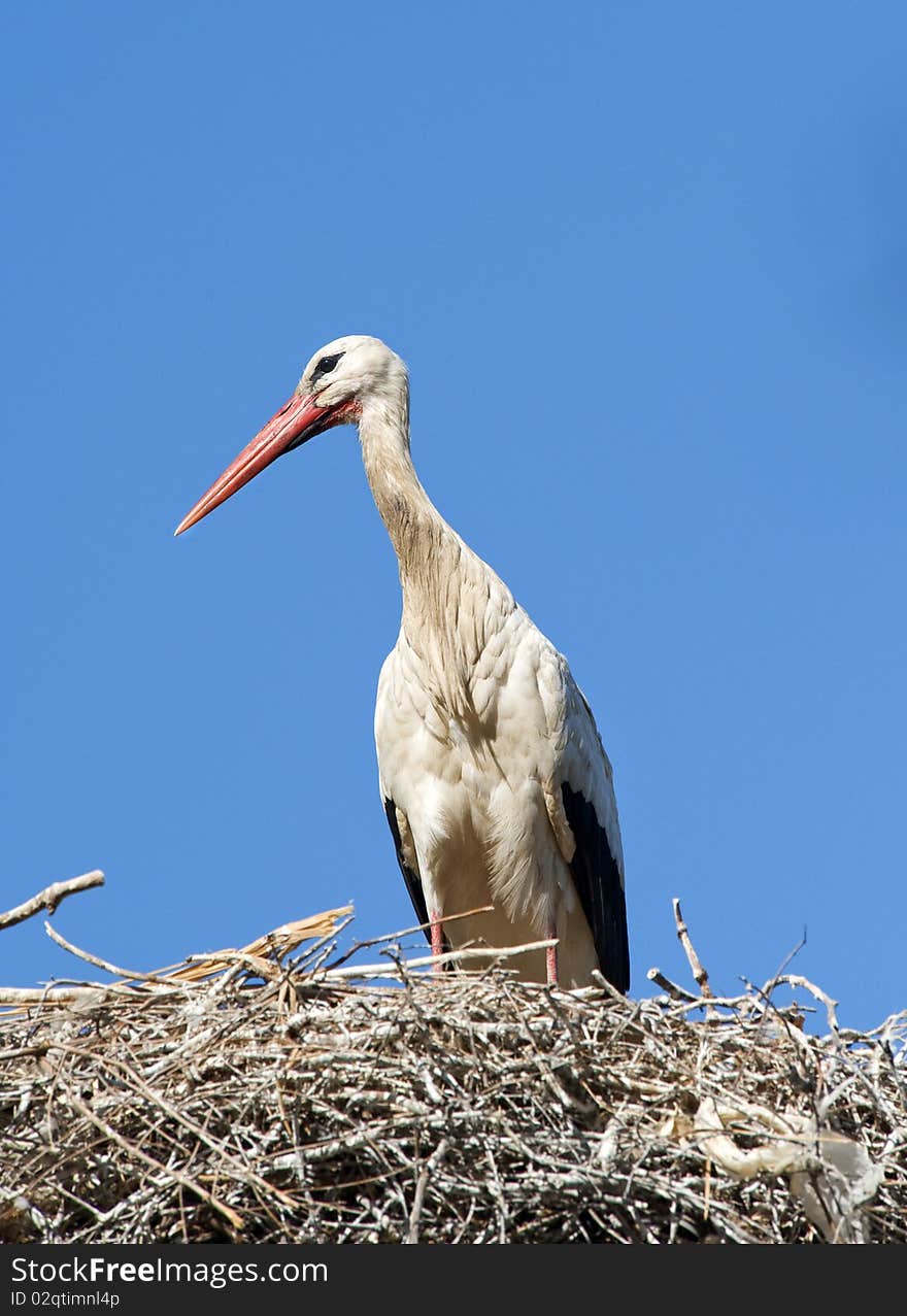 White Stork