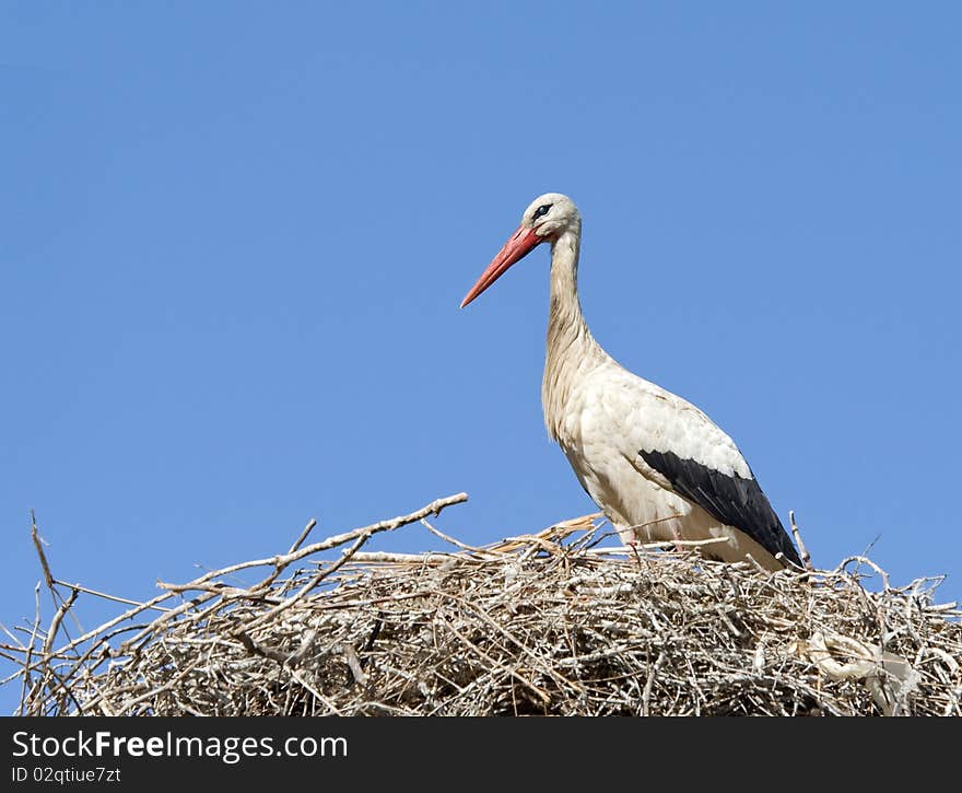 White Stork sitting in a nest