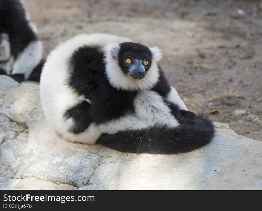 Black and White Ruffed Lemur