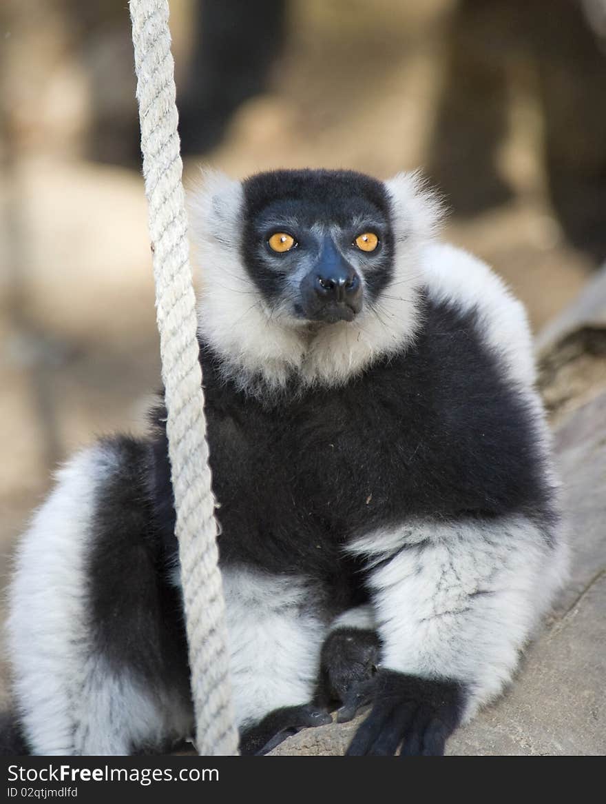 Black and White Ruffed Lemur