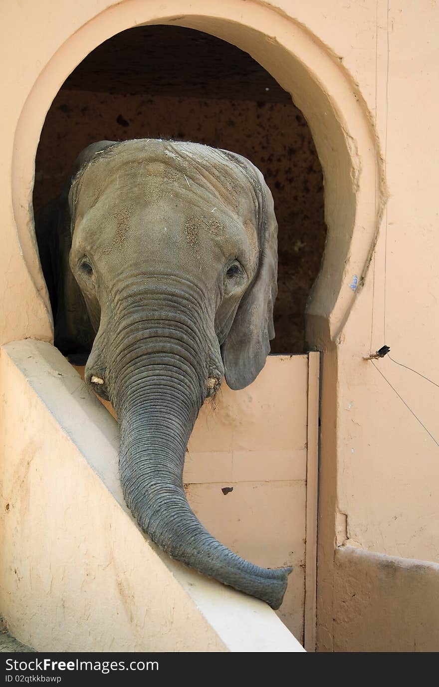 Elephant looking over stall