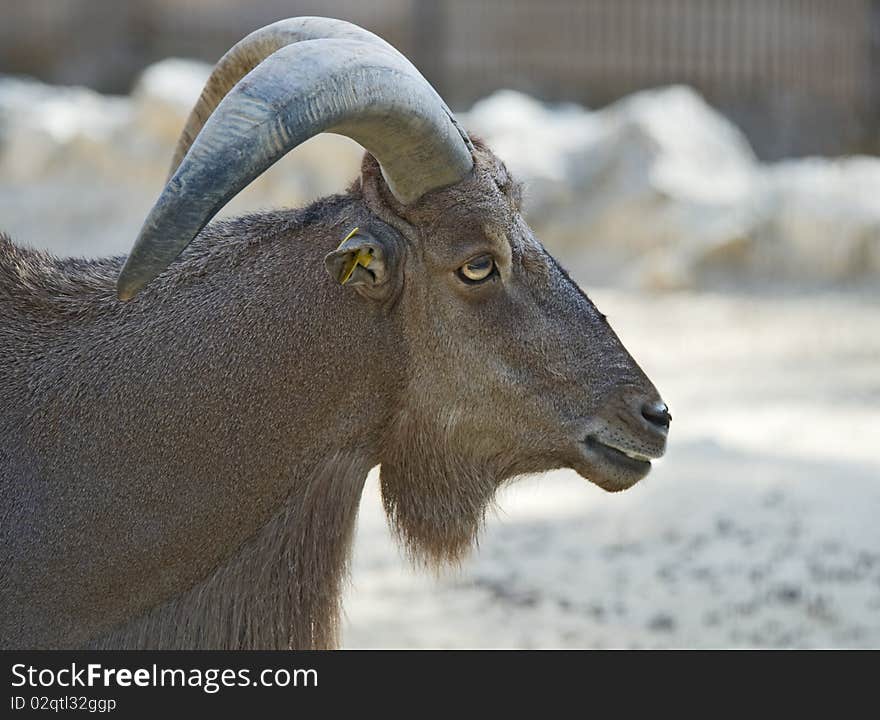 Closeup of the head and shoulders of a Barbary Goat