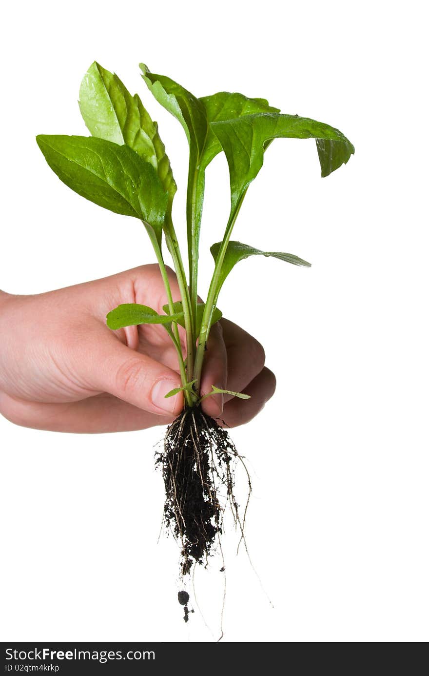 Hand holding a seedling isolated on white. Hand holding a seedling isolated on white