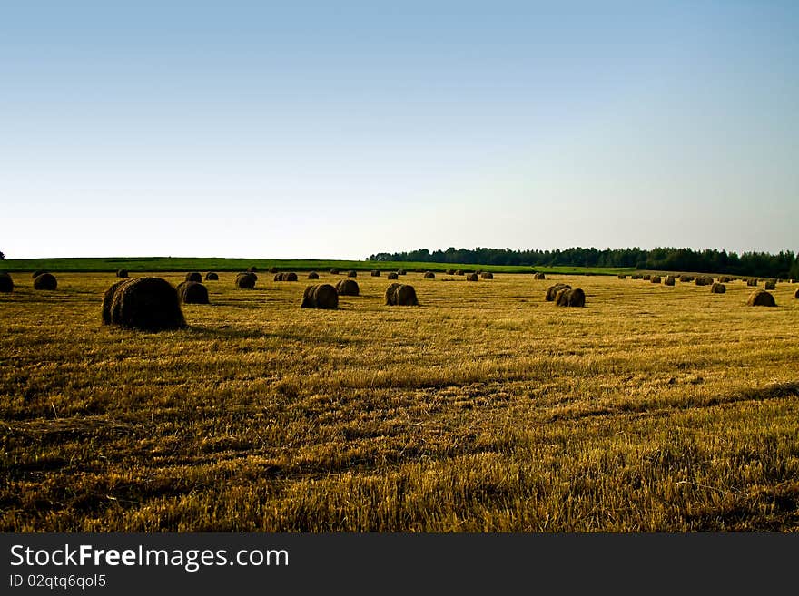 Wheat Field at Sunset