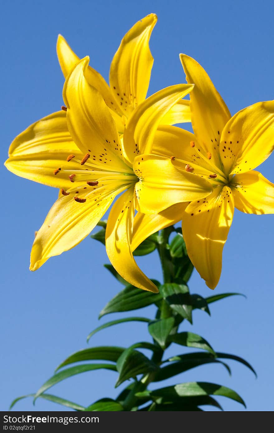 Yellow lily