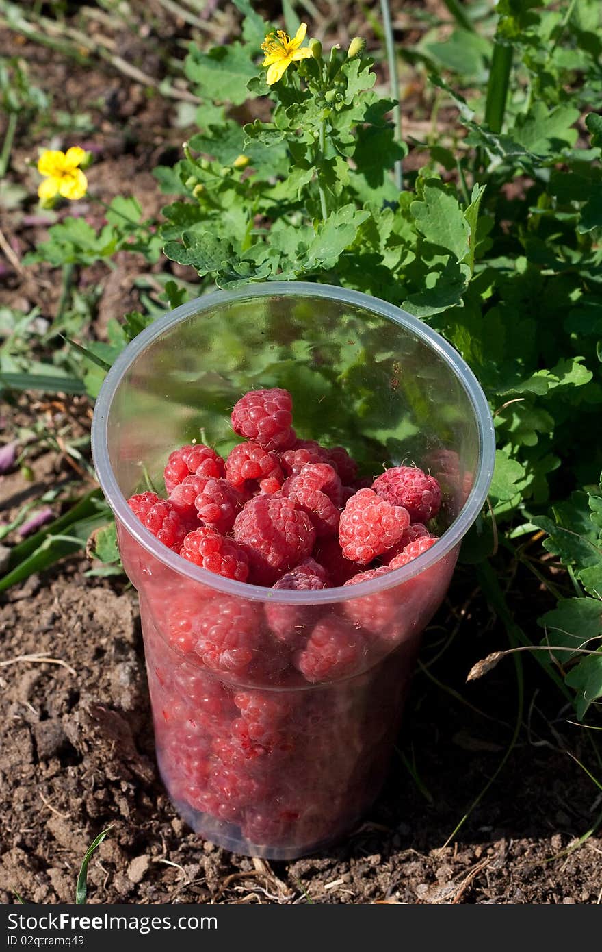 Raspberry in plastic glass