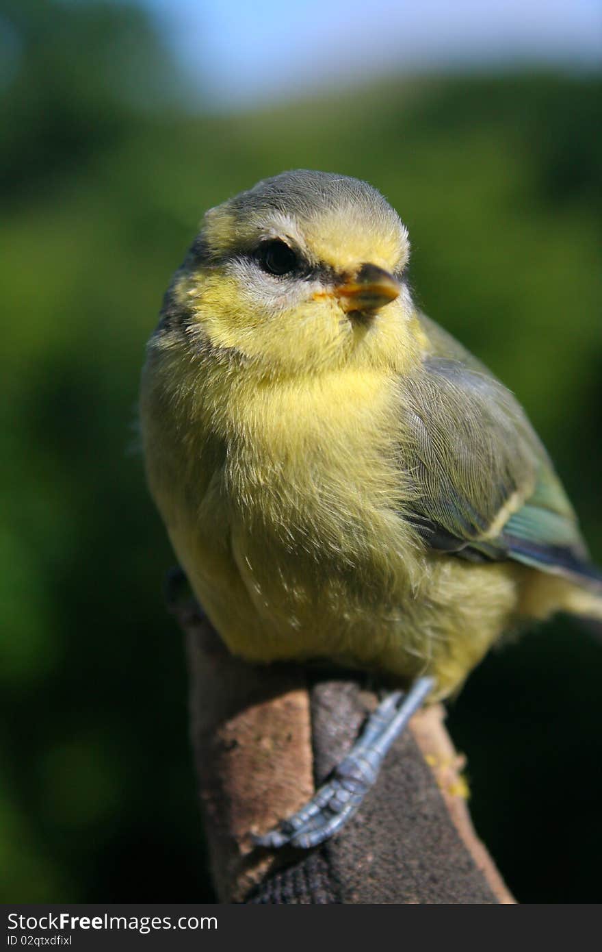 A close-up shot of a single perched blue-tit. The bird has its eyes closed and feathers ruffled.