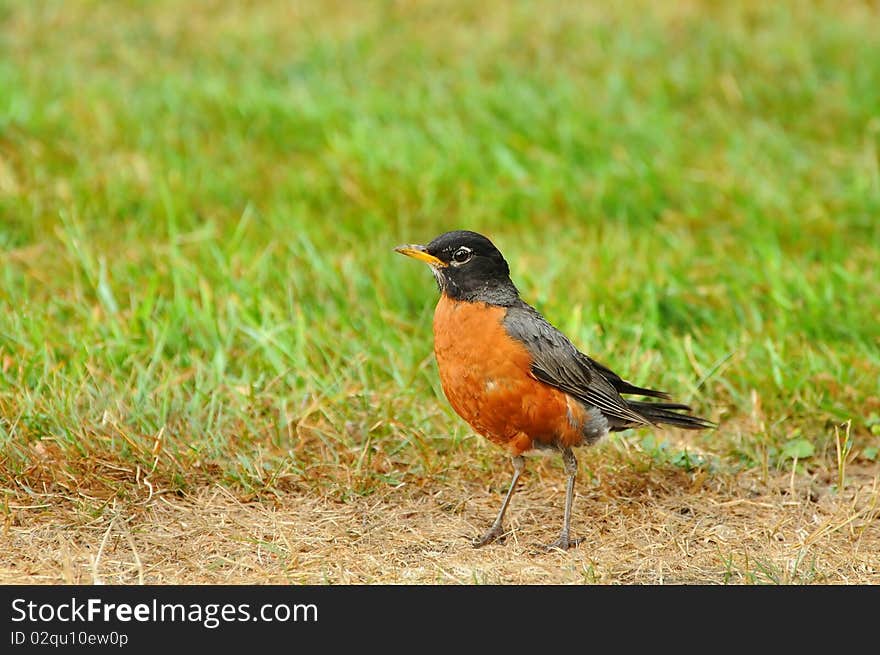 Robin lands amongst the grass to look for worms. Robin lands amongst the grass to look for worms