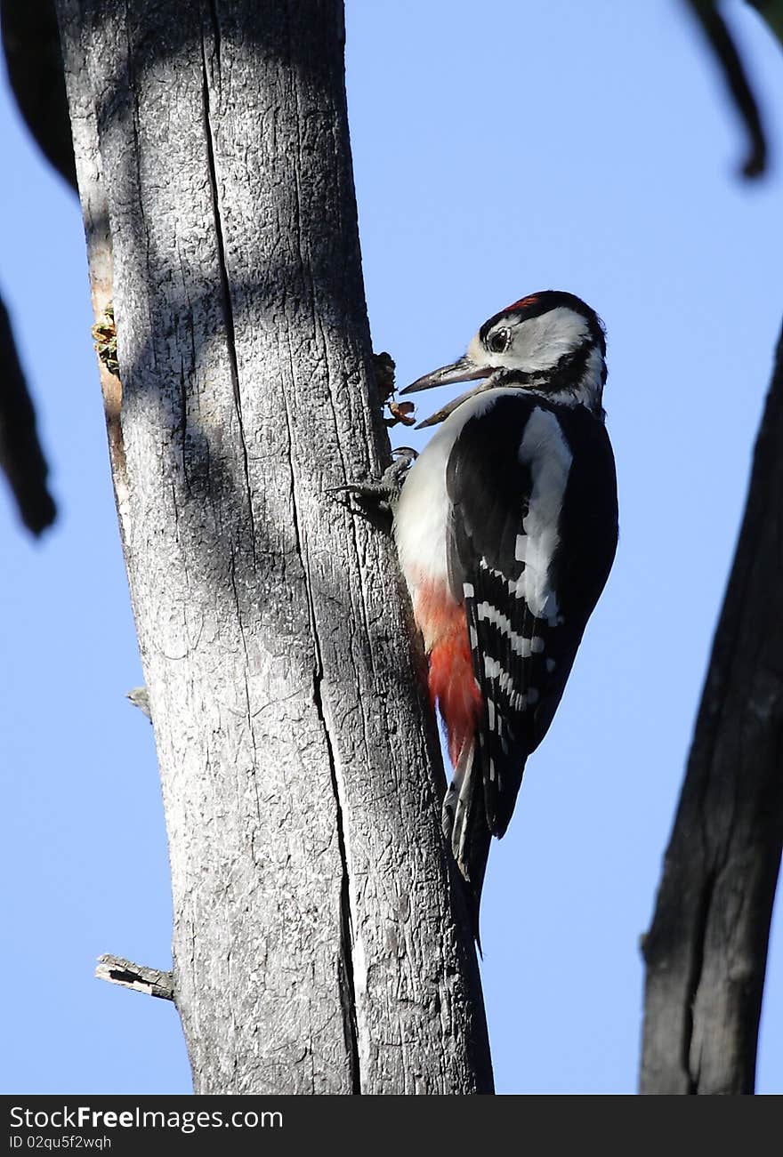 Woodpecker