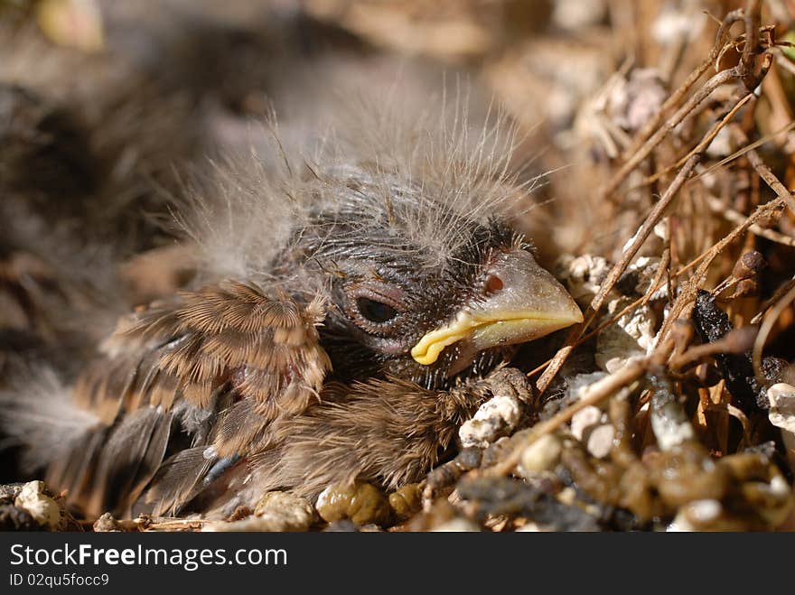 housefinch baby in nest