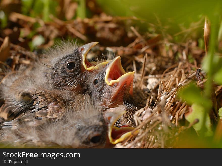 Housefinch chicks