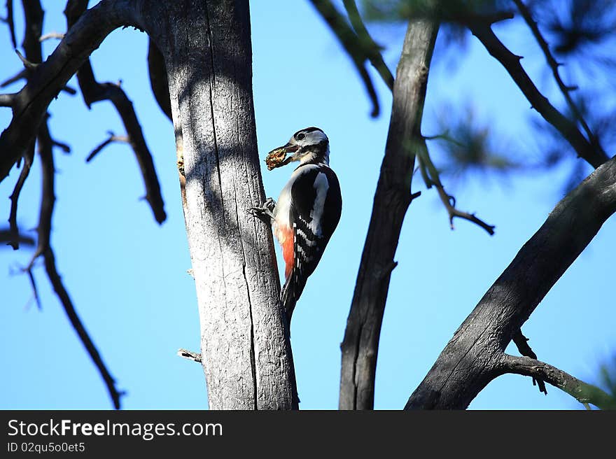 Woodpecker With A Cone