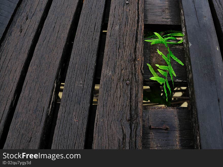 Plant and wood pattern