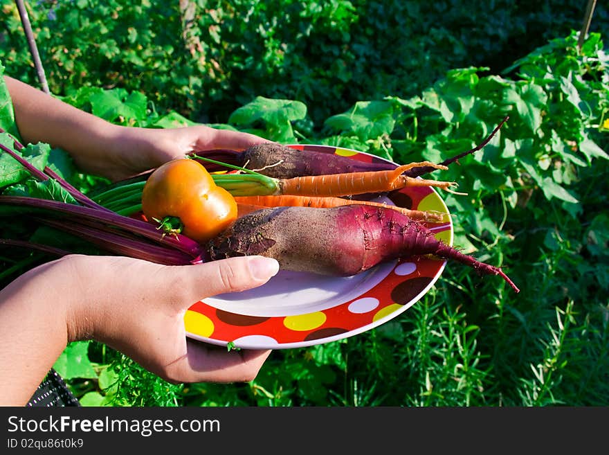 Fresh vegetables collected in this bed. Summer Harvest. Fresh vegetables collected in this bed. Summer Harvest