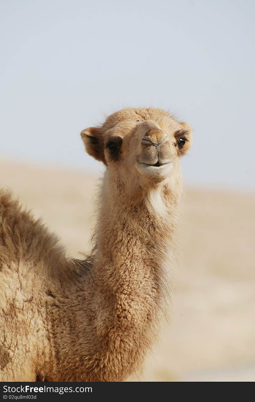 Camel s portrait