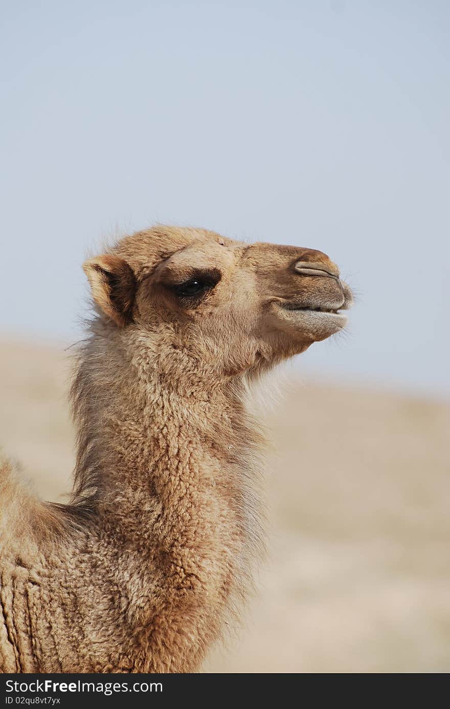 Little camel in Sinai desert. Little camel in Sinai desert