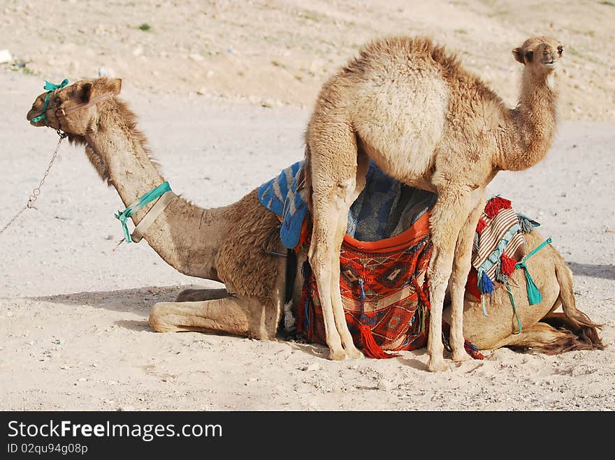 Little camel and his mum. Little camel and his mum