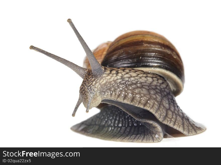 Moving snail isolated on white background