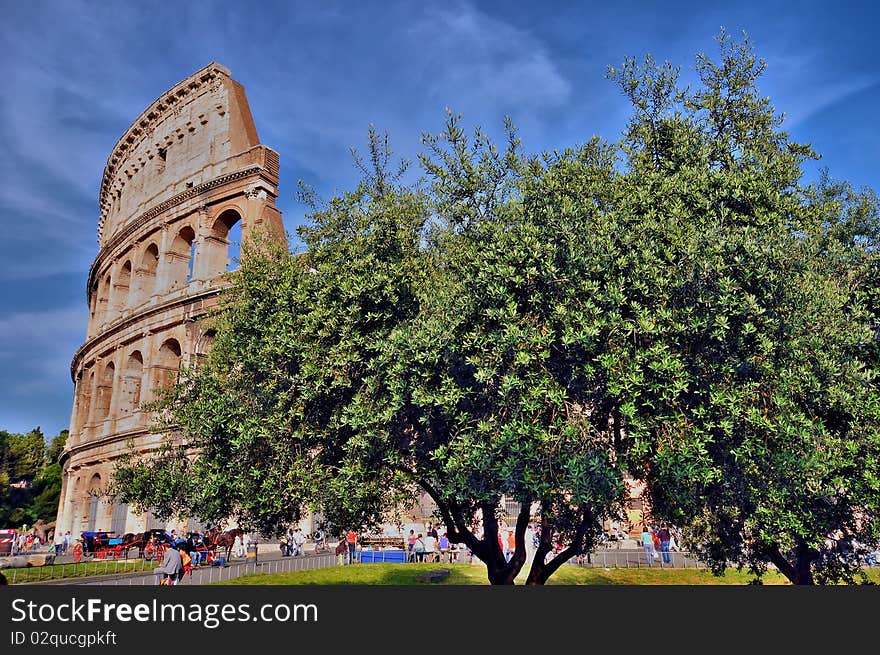 The Coliseum of Rome with a large olive tree in the foreground. The Coliseum of Rome with a large olive tree in the foreground