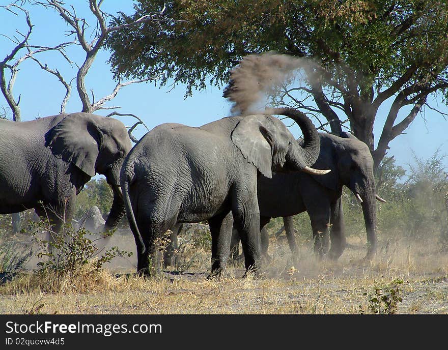 Elephants taking a sand bath