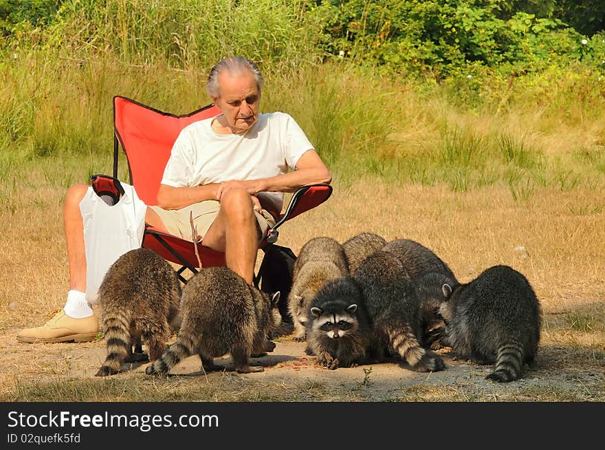 Old man watches as families of raccoons feed on the snacks on the ground. Old man watches as families of raccoons feed on the snacks on the ground.