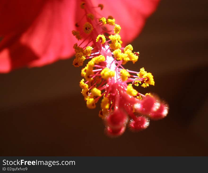 Close up photo of hibiscus rosa stamen. Close up photo of hibiscus rosa stamen