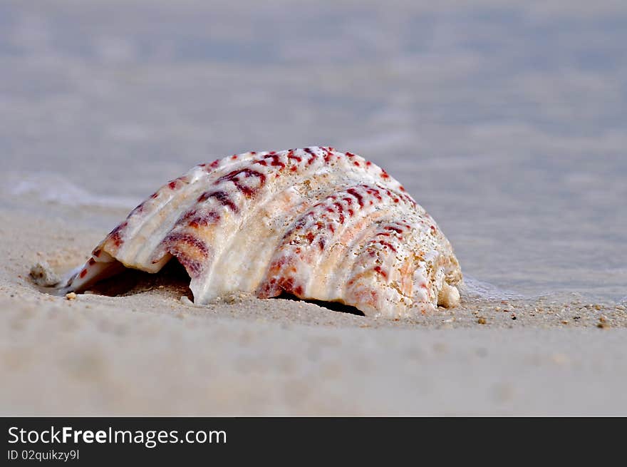 Close up on shell on sandy beach. Close up on shell on sandy beach.