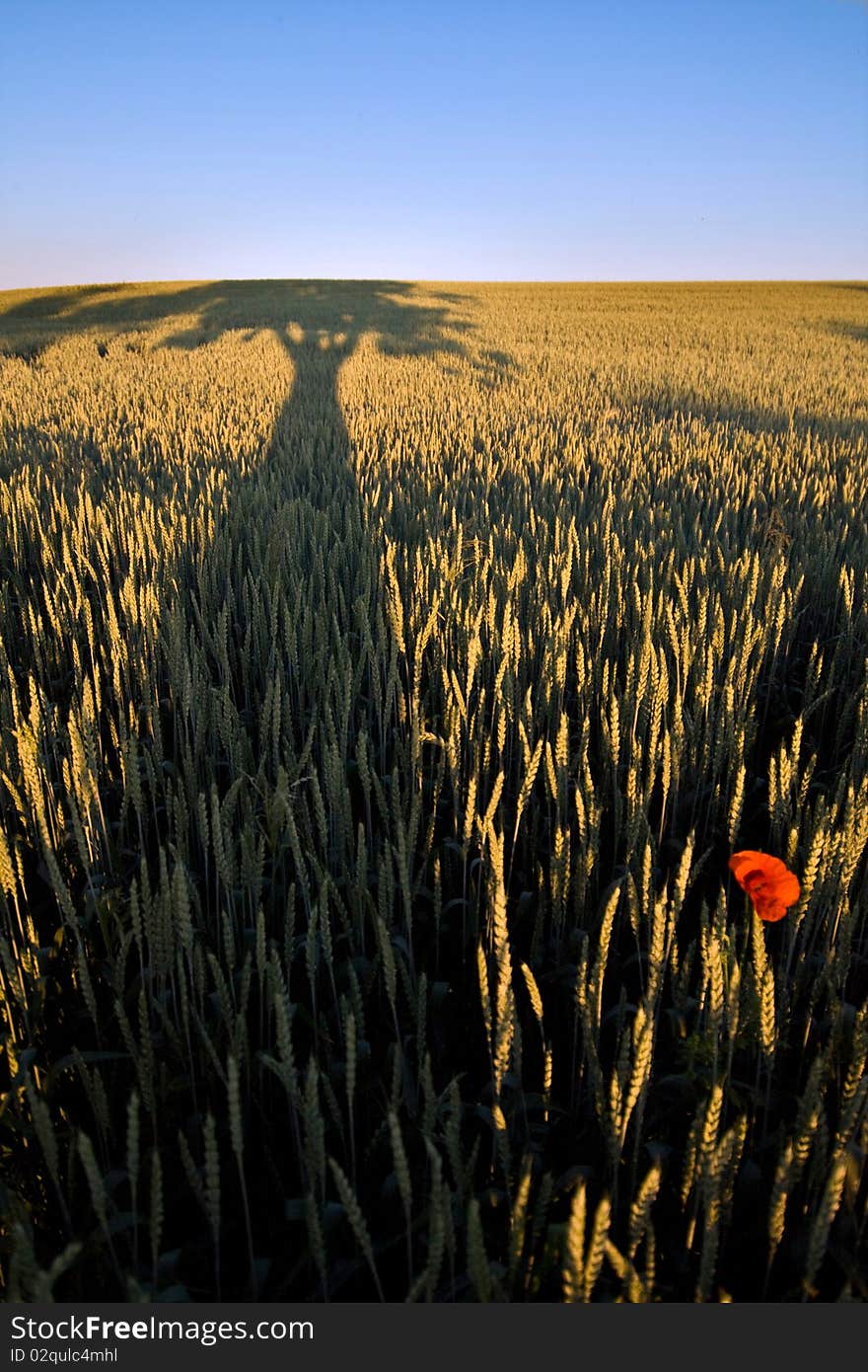 Poppy tree