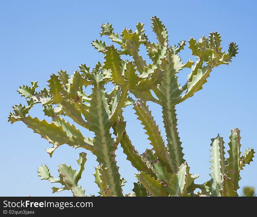 Top of a branching cactus against a blue sky background. Top of a branching cactus against a blue sky background