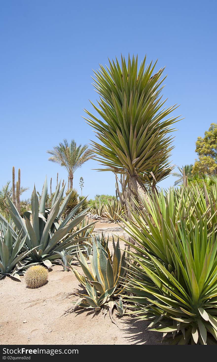 Desert garden with various plants